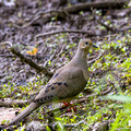 Mourning Dove - Links Pond shore