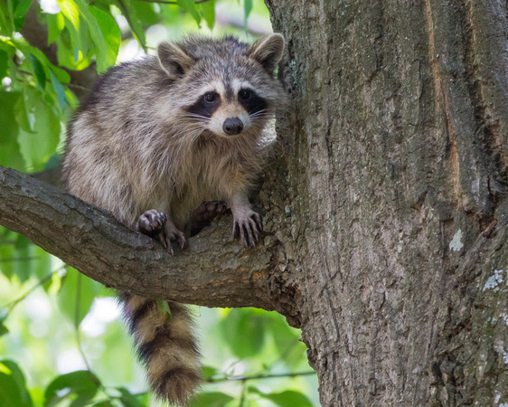 Raccoon on a tree branch