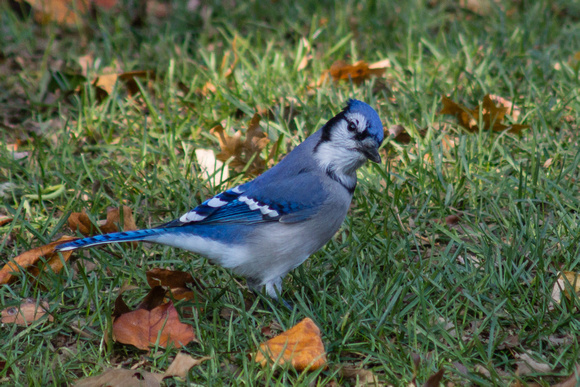Blue Jay with cocked head