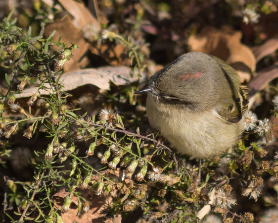 Ruby-crowned Kinglet - male - crown barely visible