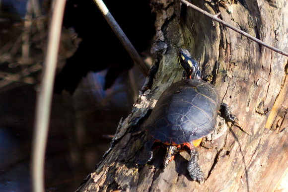 Painted Turtle - Junction & Breakwater trail