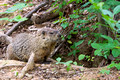 Groundhog at den entrance