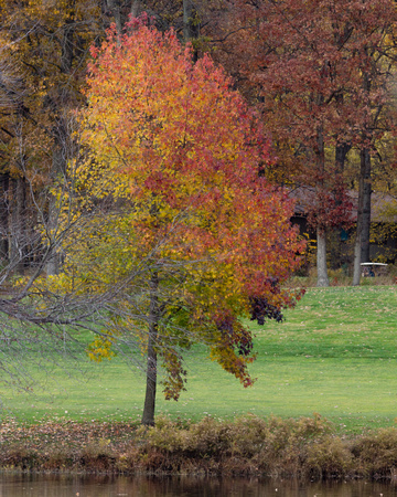 Colorful tree - 7th fairway