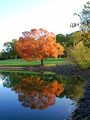 Reflected color - Links Pond