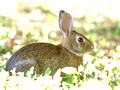Cotton Tail in shady spot