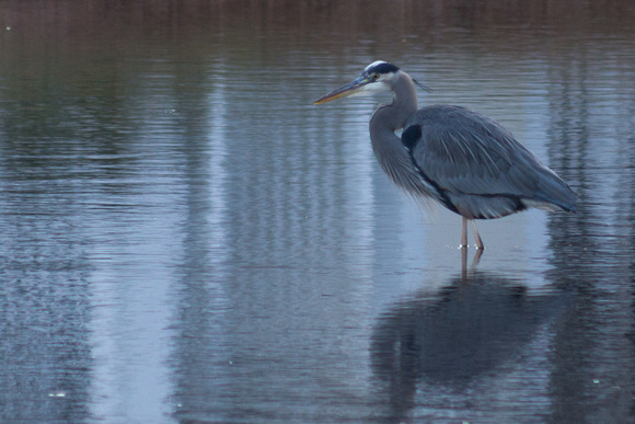 Great Blue Heron in canal