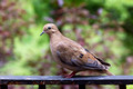 Mourning Dove on our deck rail