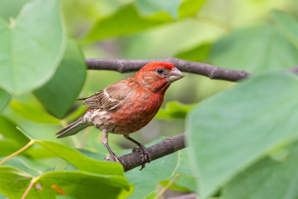 Male House Finch in foliage