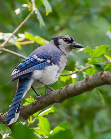 Blue Jay under heavy foliage