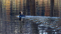 Hooded Merganser - female - Lake Audubon