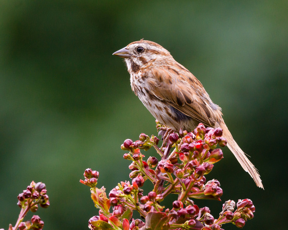 Song Sparrow on top of a budding bush
