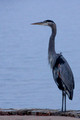 Great Blue Heron - on Stefan seawall