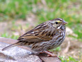 Savannah Sparrow - on storm sewer cover