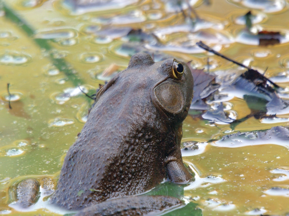 Links Pond Bull Frog in slime