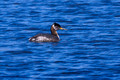 Red-necked Grebe - right side - Lake Audubon