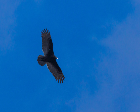 Turkey Vulture overhead