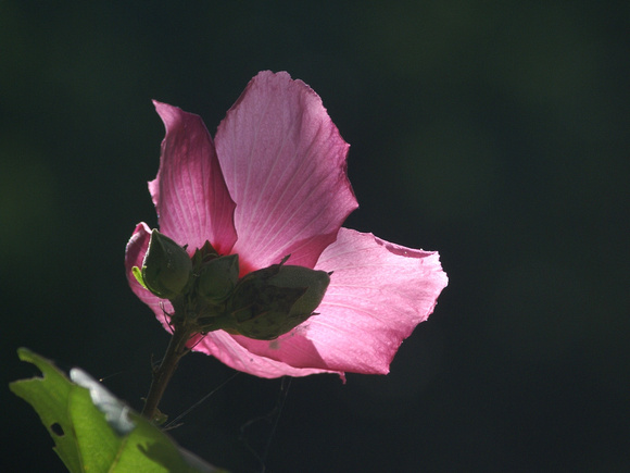 Hibiscus bloom