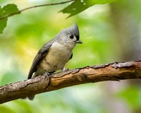 Tufted Titmouse