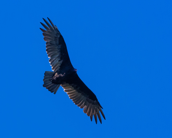 Turkey Vulture high over 9th tee
