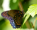 Red-spotted Purple on a leaf tip