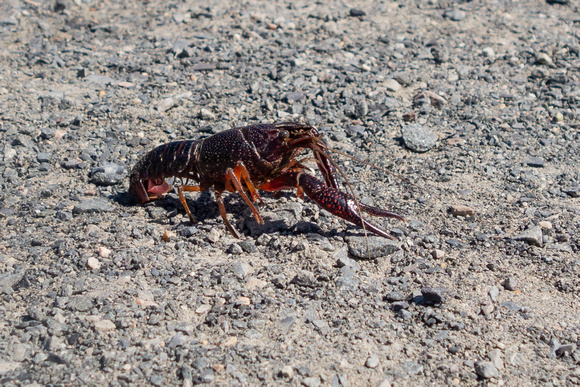 Burke Lake Crayfish