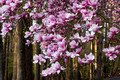 Magnolia blooms - Links Pond