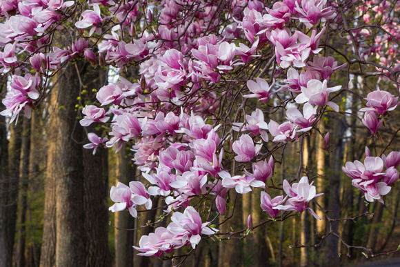 Magnolia blooms - Links Pond