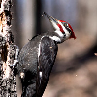 Woodpeckers - alphabetical