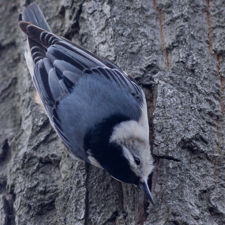 White-breasted Nuthatch on Pine