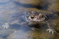 Eastern American Toads in the creek