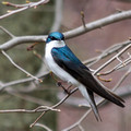 Male Tree Swallow - Lake Audubon west end