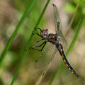 Early dragonfly - Common Baskettail