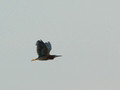 Green Heron over Lake Balboa