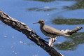Spotted Sandpiper - breeding plumage - Links Pond
