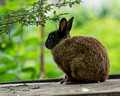 Rabbit on a hutch