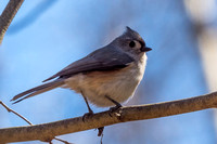 Tufted Titmouse