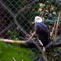Bald Eagle - Portland zoo