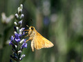 Another Skipper variety on Lavender