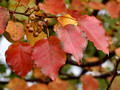 Bradford Pear leaf cluster - Links Pond