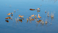 Marbled Godwits and Willetts - San Diego River