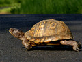 Eastern Box Turtle - Skedaddle