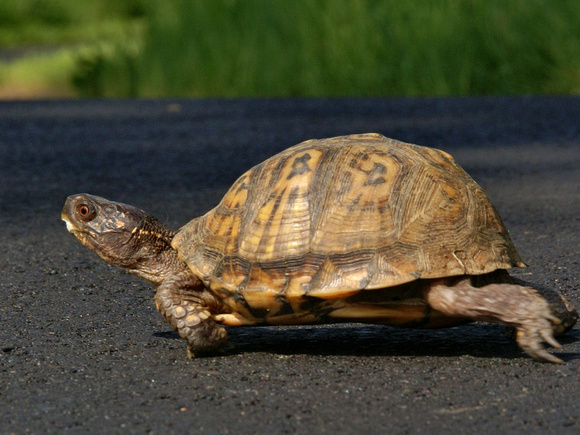 Eastern Box Turtle - Skedaddle