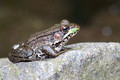 Young Green Frog on a rock