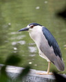 Black-crowned Night Heron - Links Pond spillway