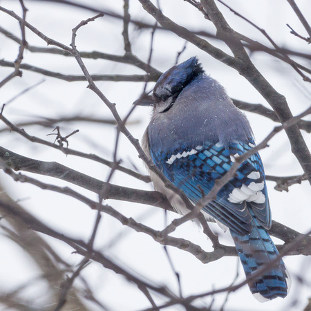 Blue Jay showing nice colors in the snow