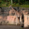 Giraffe - Portland zoo