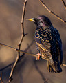 European Starling - early AM sun