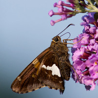 Silver Spotted Skipper butterfly