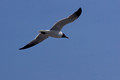 Laughing Gull fly-by