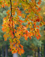 Fall colors 2011